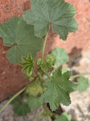 Malva neglecta image