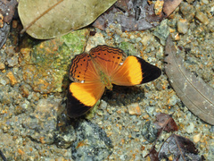 Cirrochroa orissa