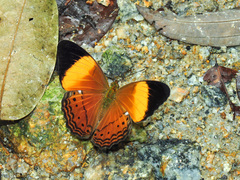 Cirrochroa orissa