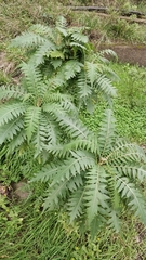 Sonchus pinnatus