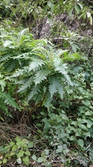 Sonchus pinnatus