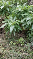 Sonchus pinnatus