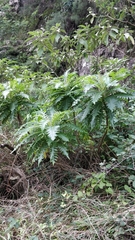 Sonchus pinnatus
