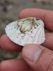 Acanthocardia paucicostata