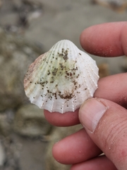 Acanthocardia paucicostata