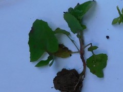 Sonchus oleraceus