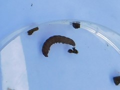 Lepidoptera