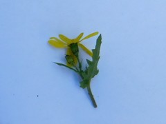 Senecio vernalis