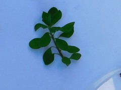 Euphorbia peplus