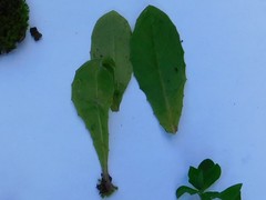 Urospermum picroides