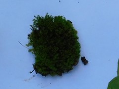 Bryophyta