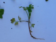 Fumaria capreolata