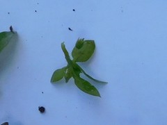 Stellaria media