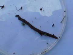 Lumbricidae