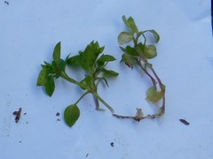 Stellaria media