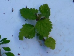 Urtica membranacea
