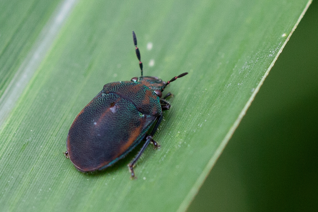Coptochilus ferrugineus