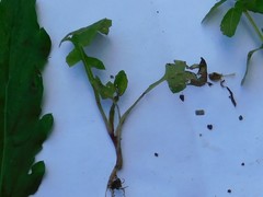 Sonchus oleraceus
