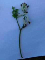Fumaria capreolata