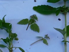 Urtica membranacea