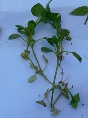 Stellaria media