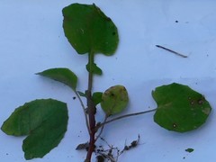 Sonchus oleraceus