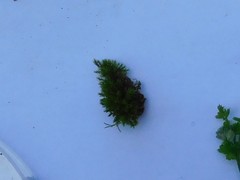 Bryophyta
