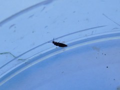 Staphylinidae