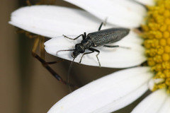 Oedemera lurida