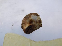 Monacha obstructa