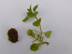 Stellaria media