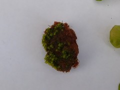 Bryophyta