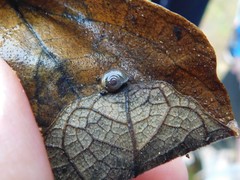 Eopolita protensa