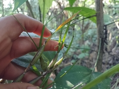 Scaphyglottis fasciculata