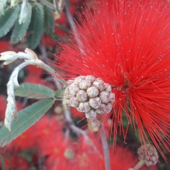 Calliandra