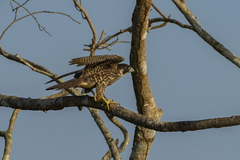 Falco peregrinus anatum