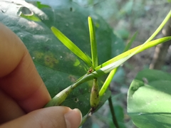 Scaphyglottis fasciculata