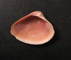 Anomalocardia cuneimeris