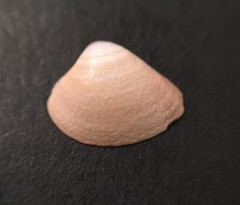 Anomalocardia cuneimeris