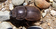 Geodorcus helmsi