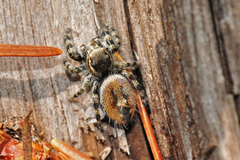 Phidippus tyrrelli
