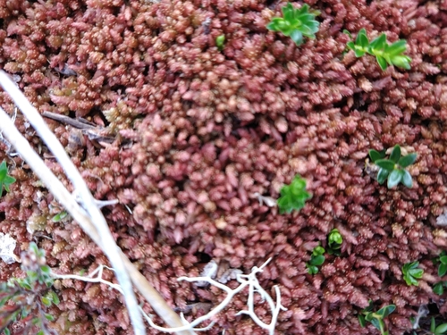 Image of Sphagnum magellanicum by (c) Pablo, some rights reserved (CC BY)