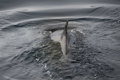 Balaenoptera bonaerensis