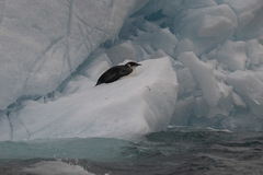 Aptenodytes forsteri