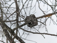 Callirhytis quercuscornigera