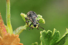 Thricolepis inornata