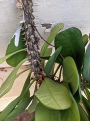 Euphorbia milii