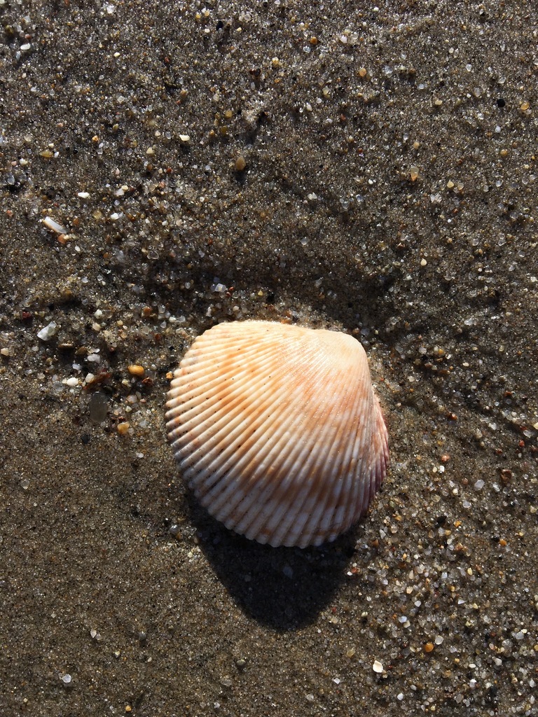 Spiny Prickly Cockle