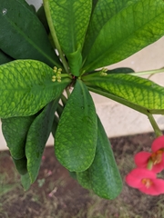 Euphorbia milii