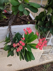 Euphorbia milii